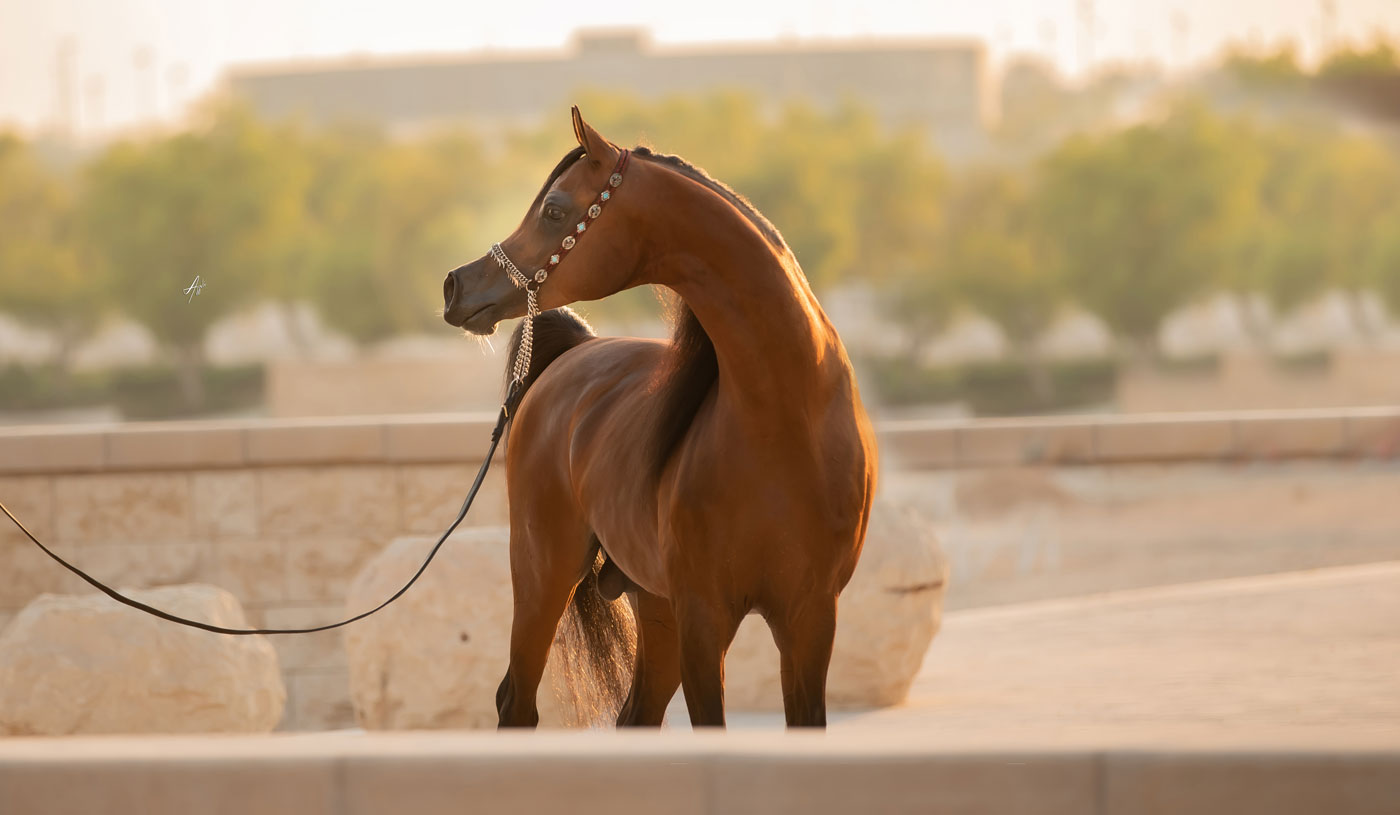 Fadi Al Shaqab