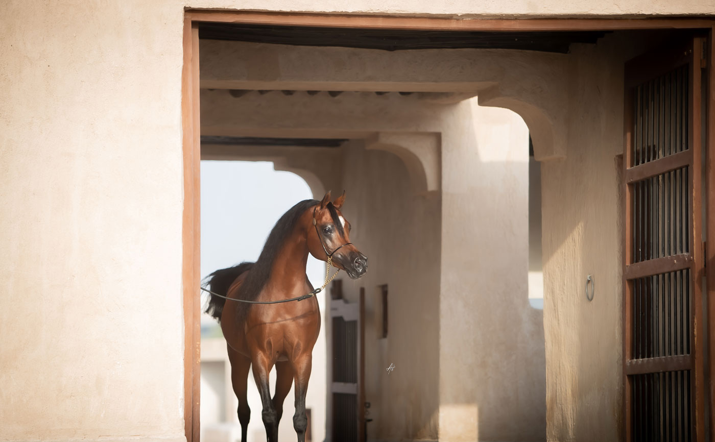 Fadi Al Shaqab