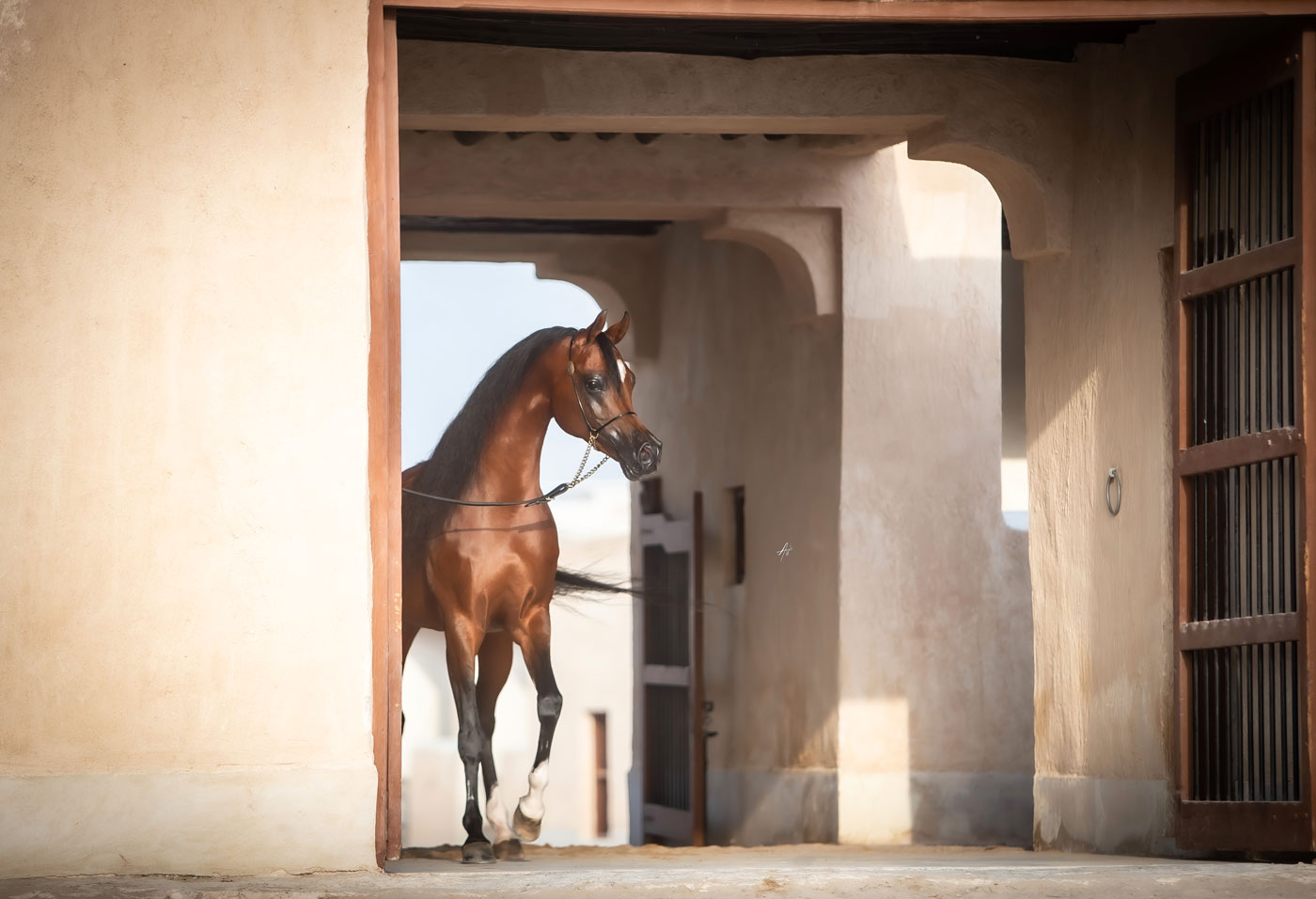 Fadi Al Shaqab