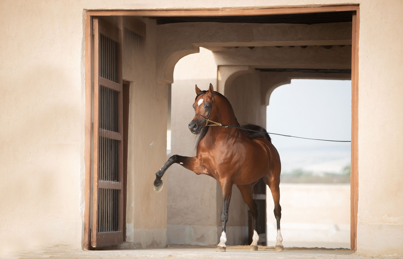 Fadi Al Shaqab