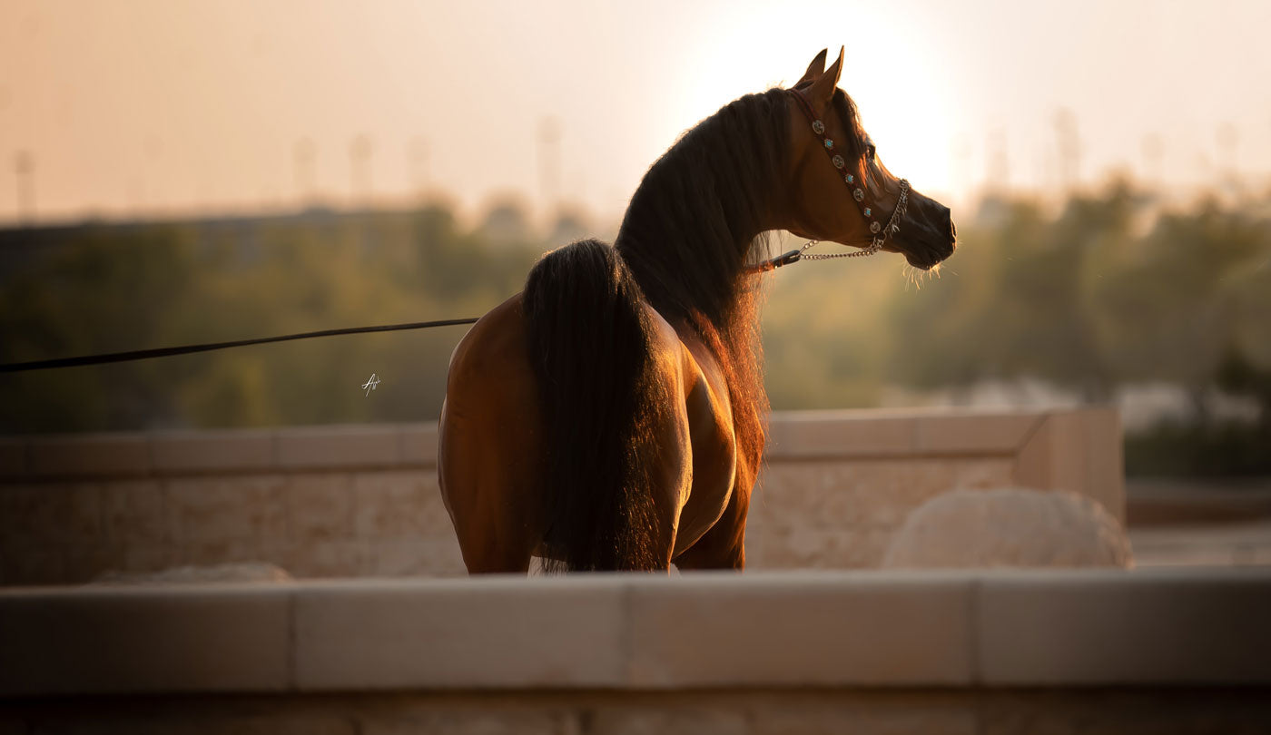 Fadi Al Shaqab