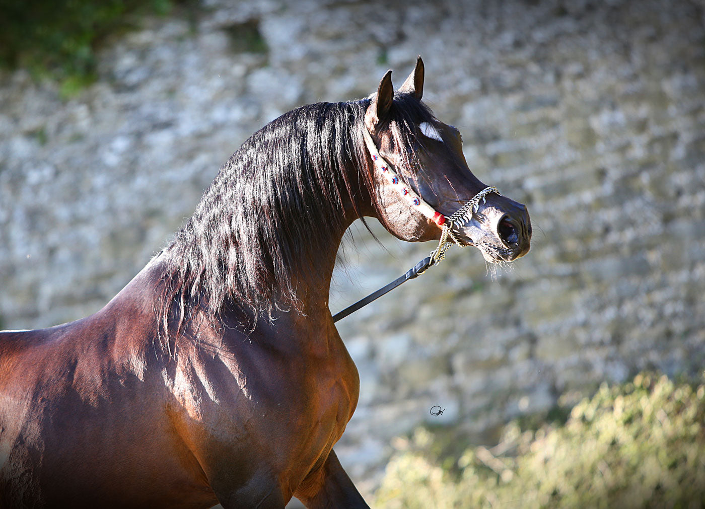 Gazal Al Shaqab