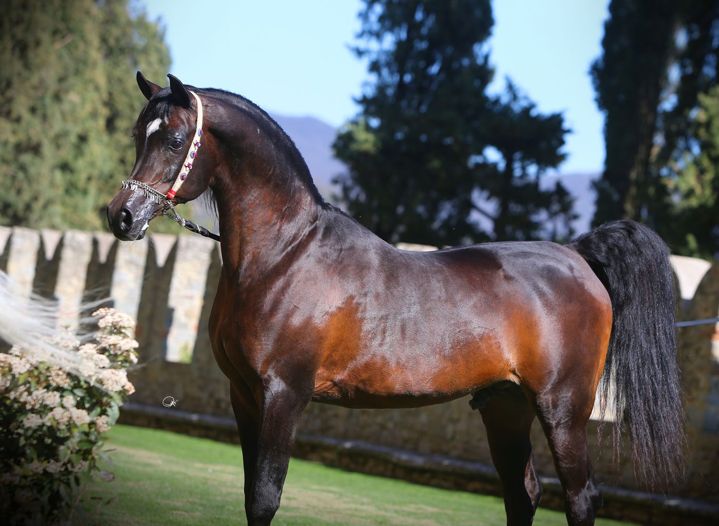 Gazal Al Shaqab