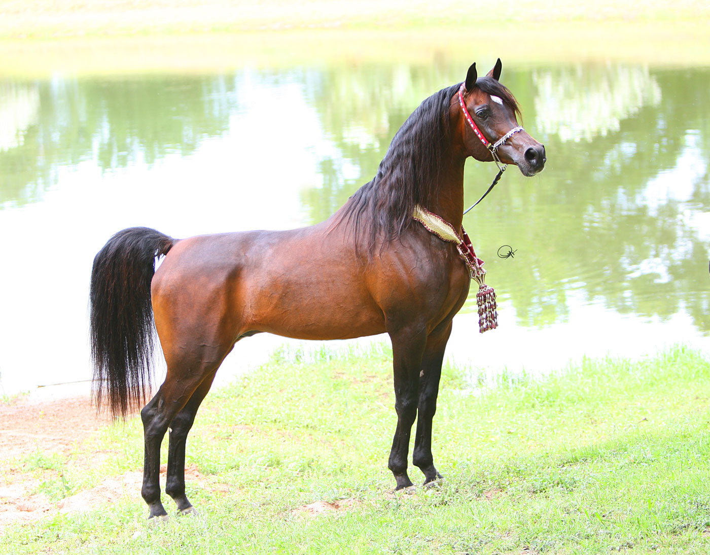 Gazal Al Shaqab