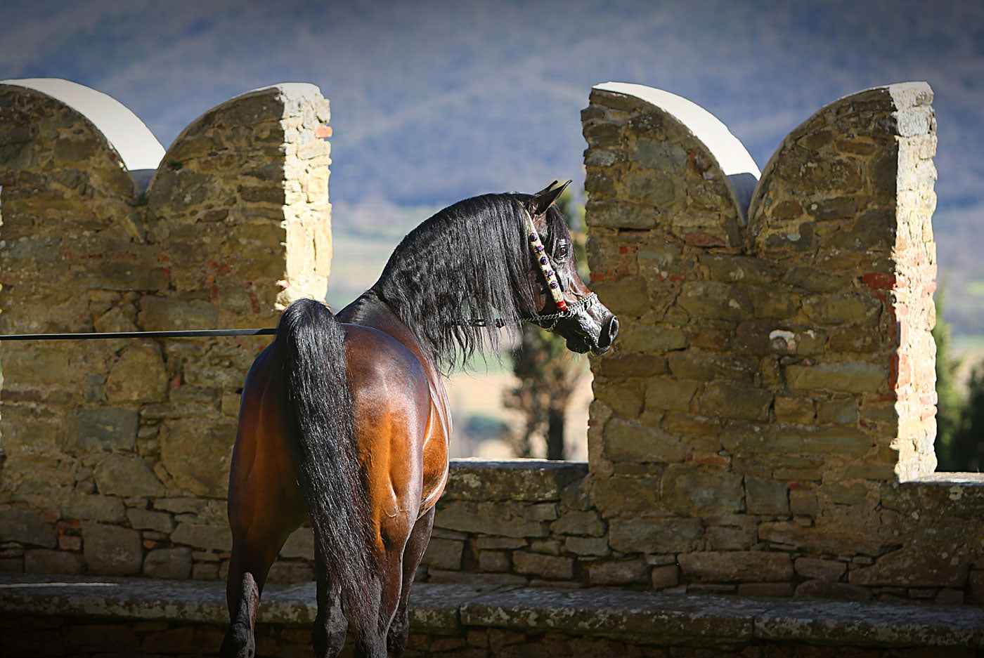 Gazal Al Shaqab