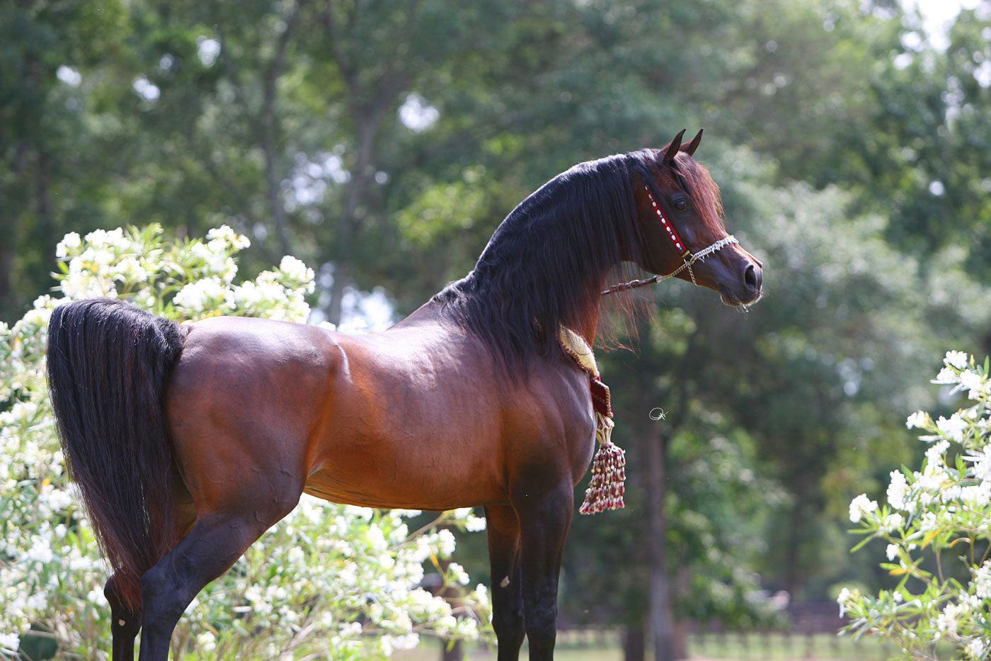 Gazal Al Shaqab