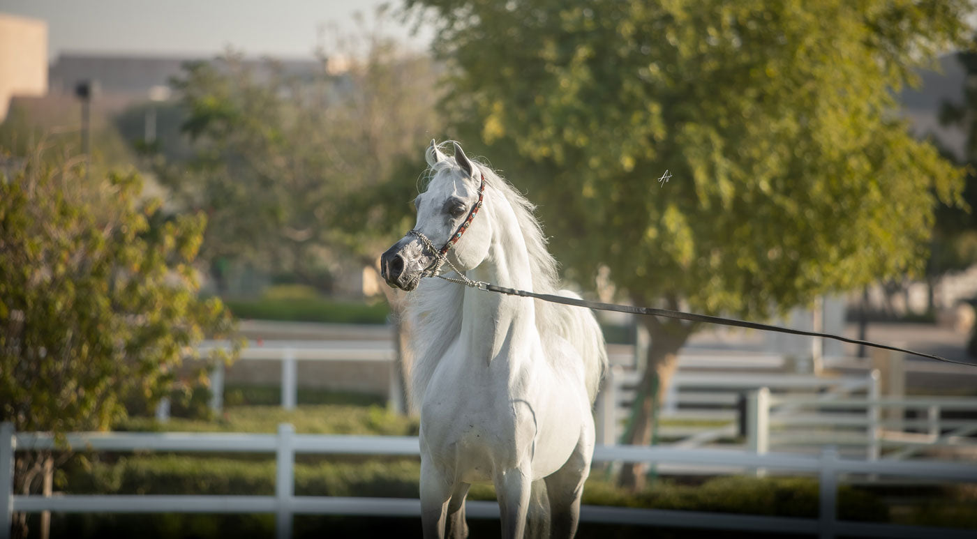 Hadidy Al Shaqab