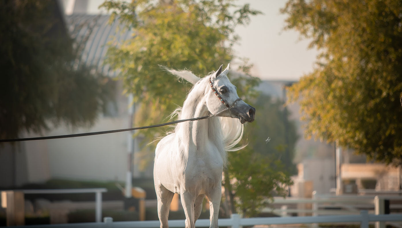 Hadidy Al Shaqab