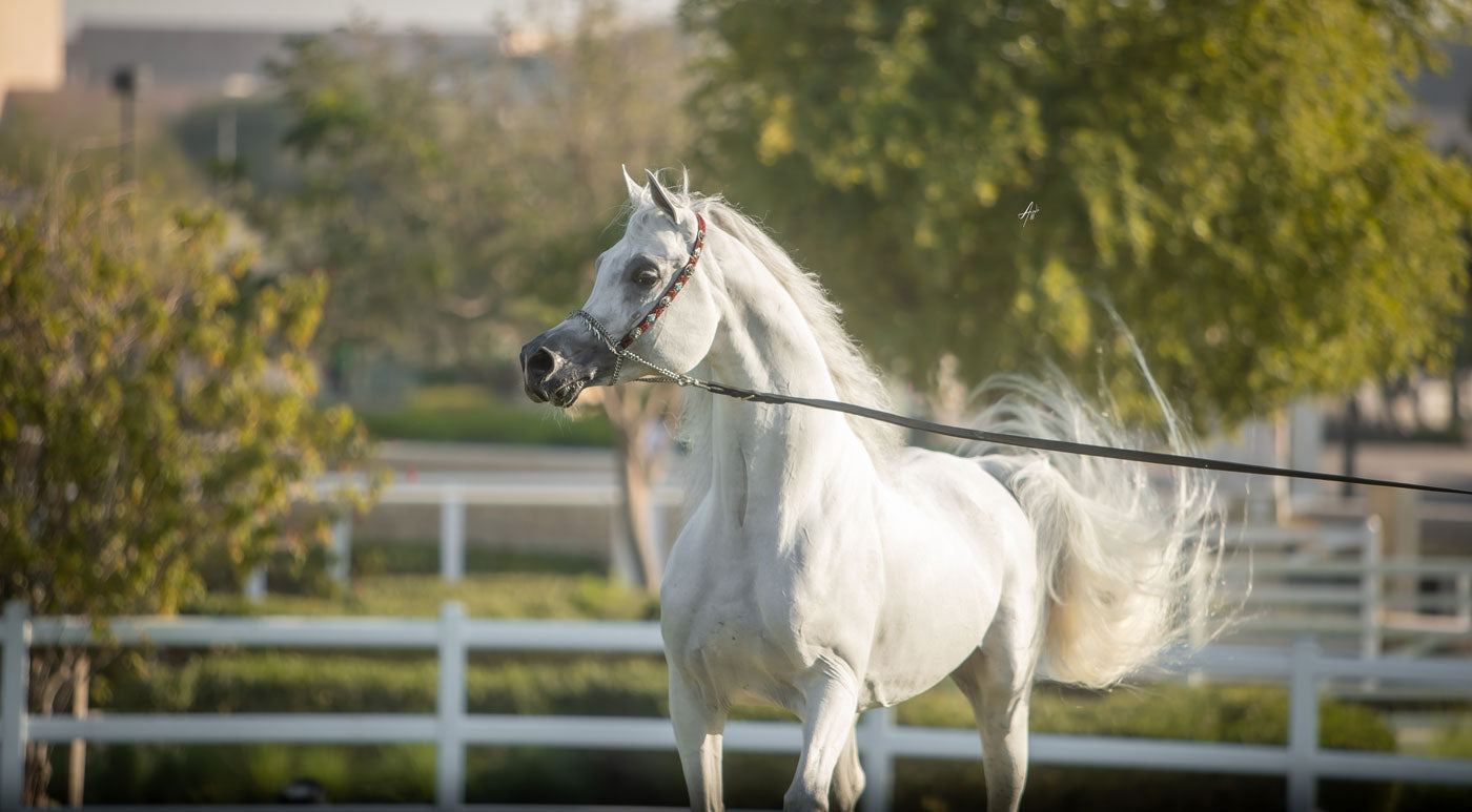 Hadidy Al Shaqab
