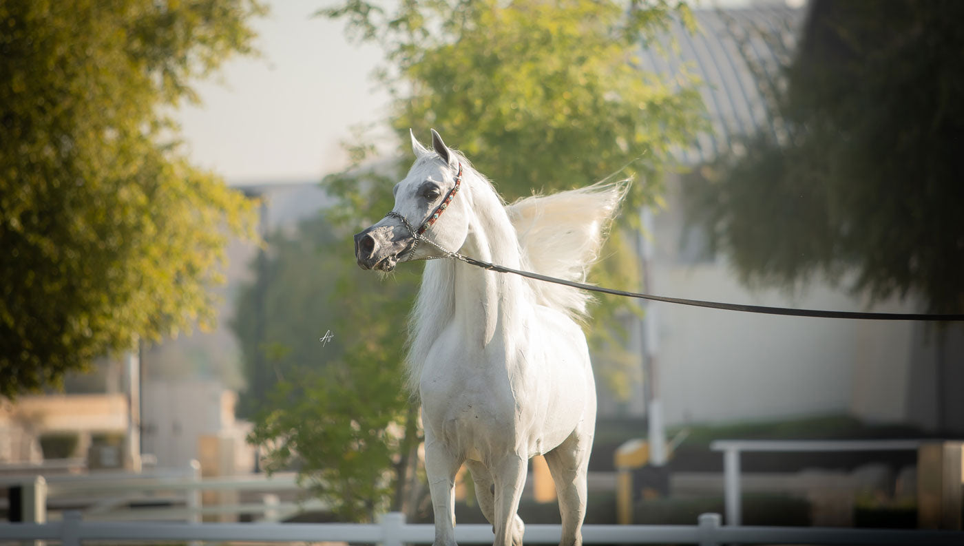 Hadidy Al Shaqab