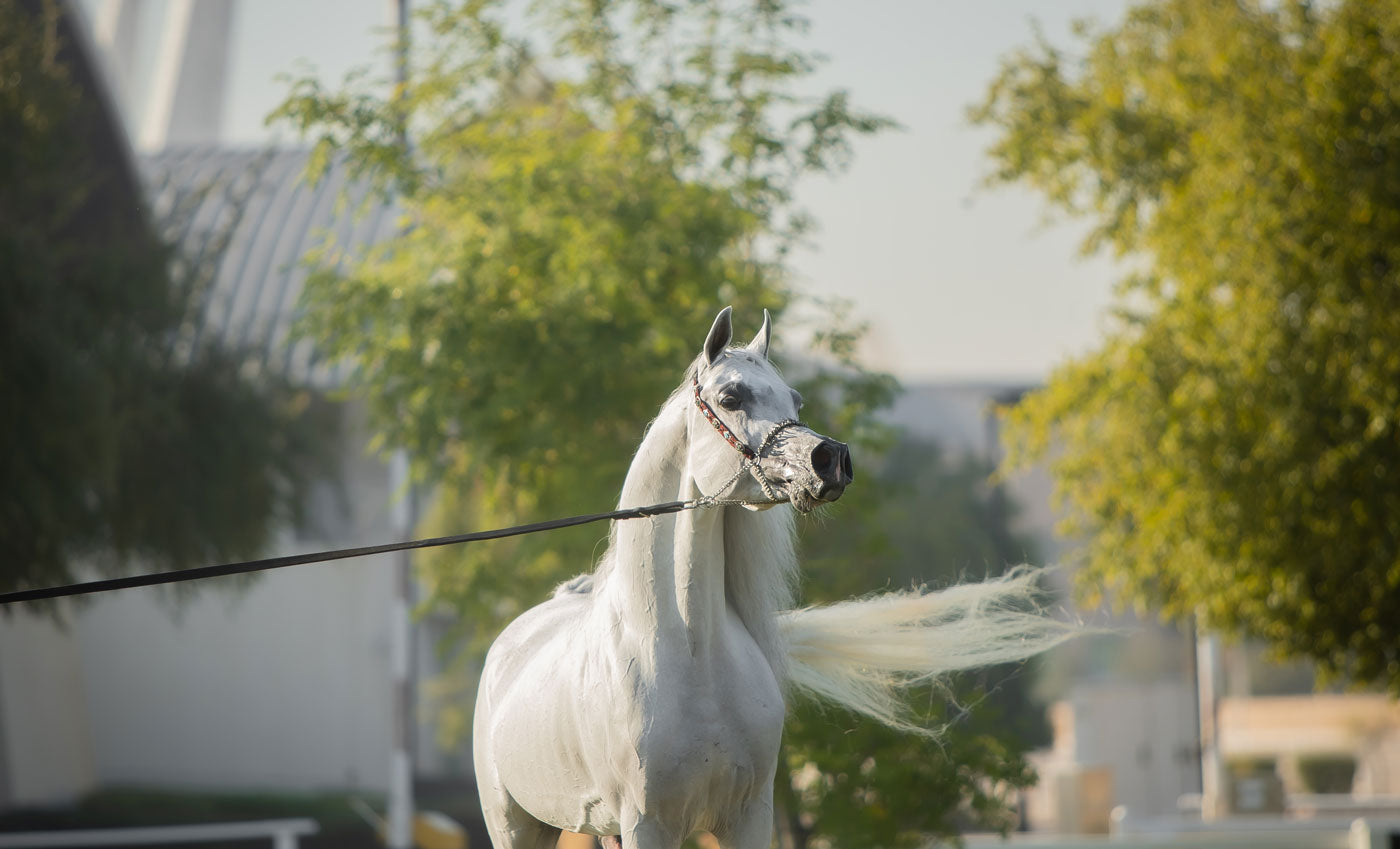 Hadidy Al Shaqab