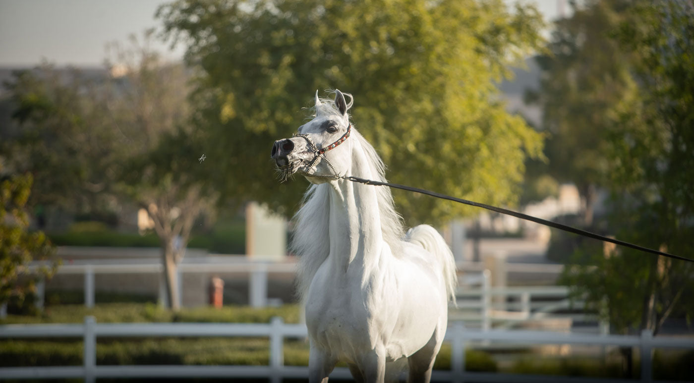 Hadidy Al Shaqab