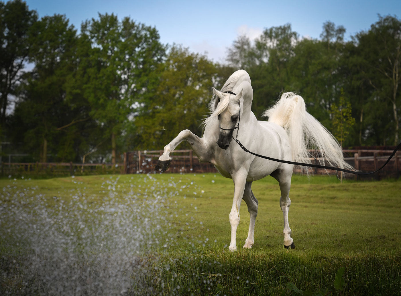 Hariry Al Shaqab