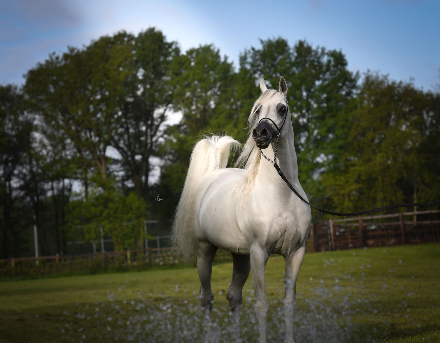 Hariry Al Shaqab