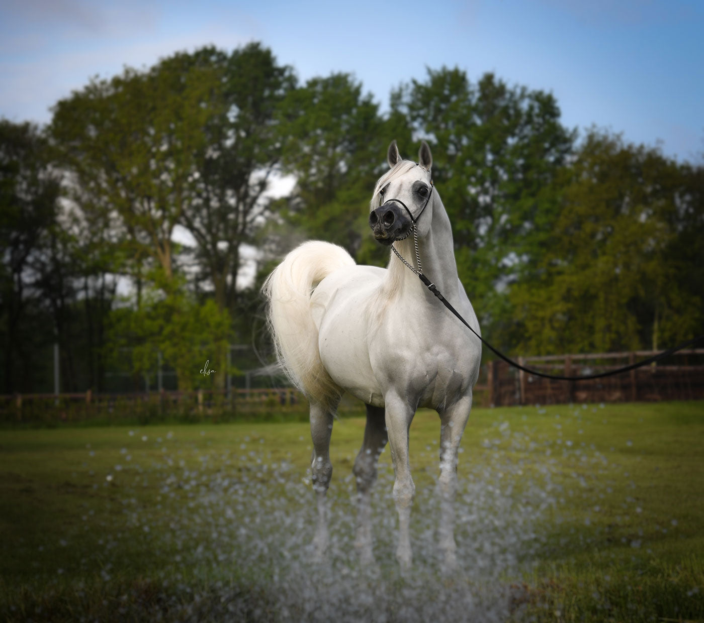 Hariry Al Shaqab