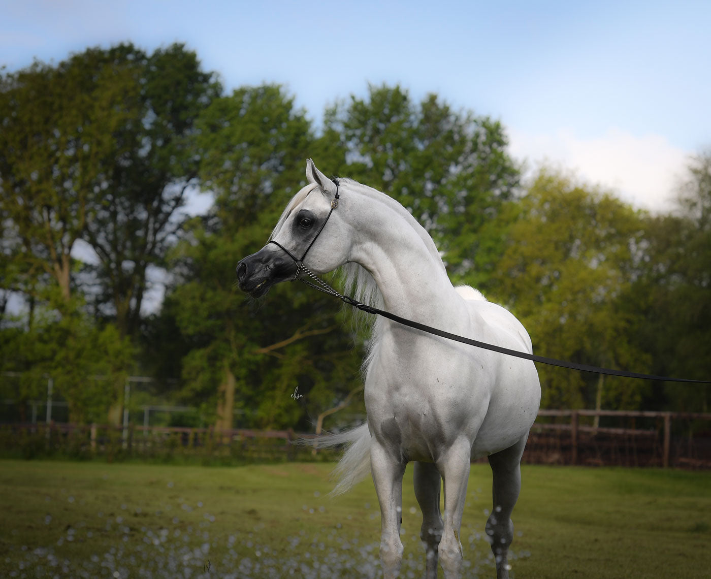 Hariry Al Shaqab