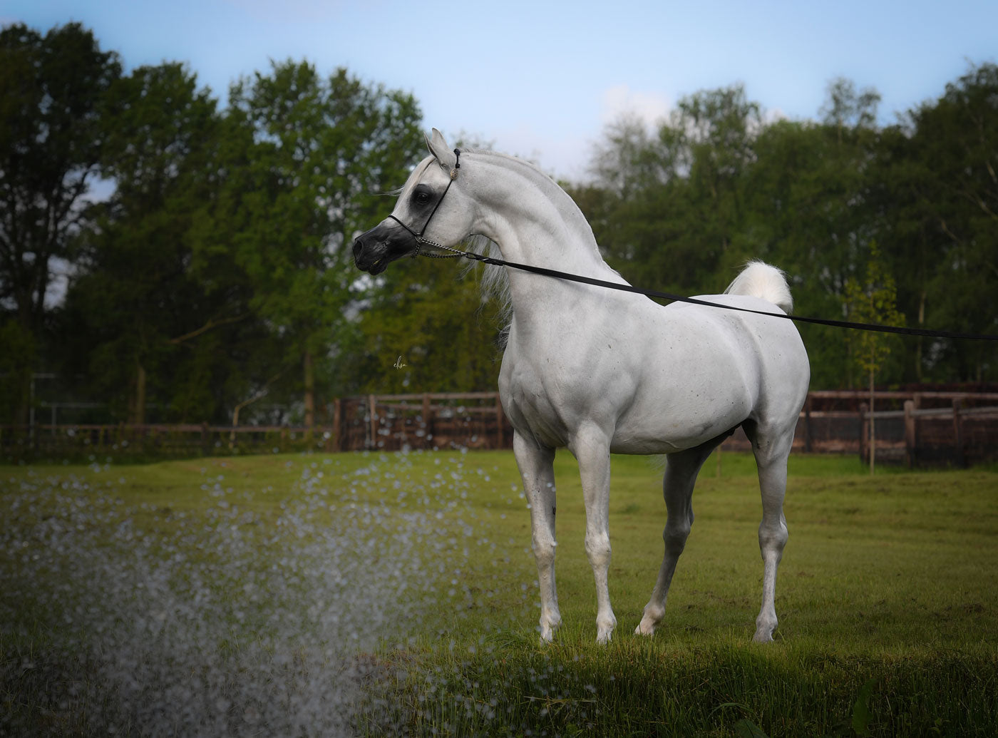 Hariry Al Shaqab