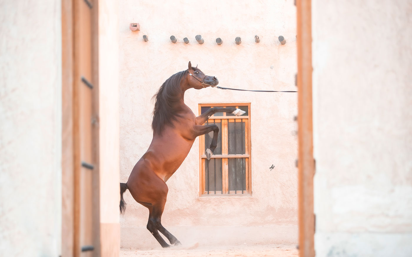Kahil Al Shaqab
