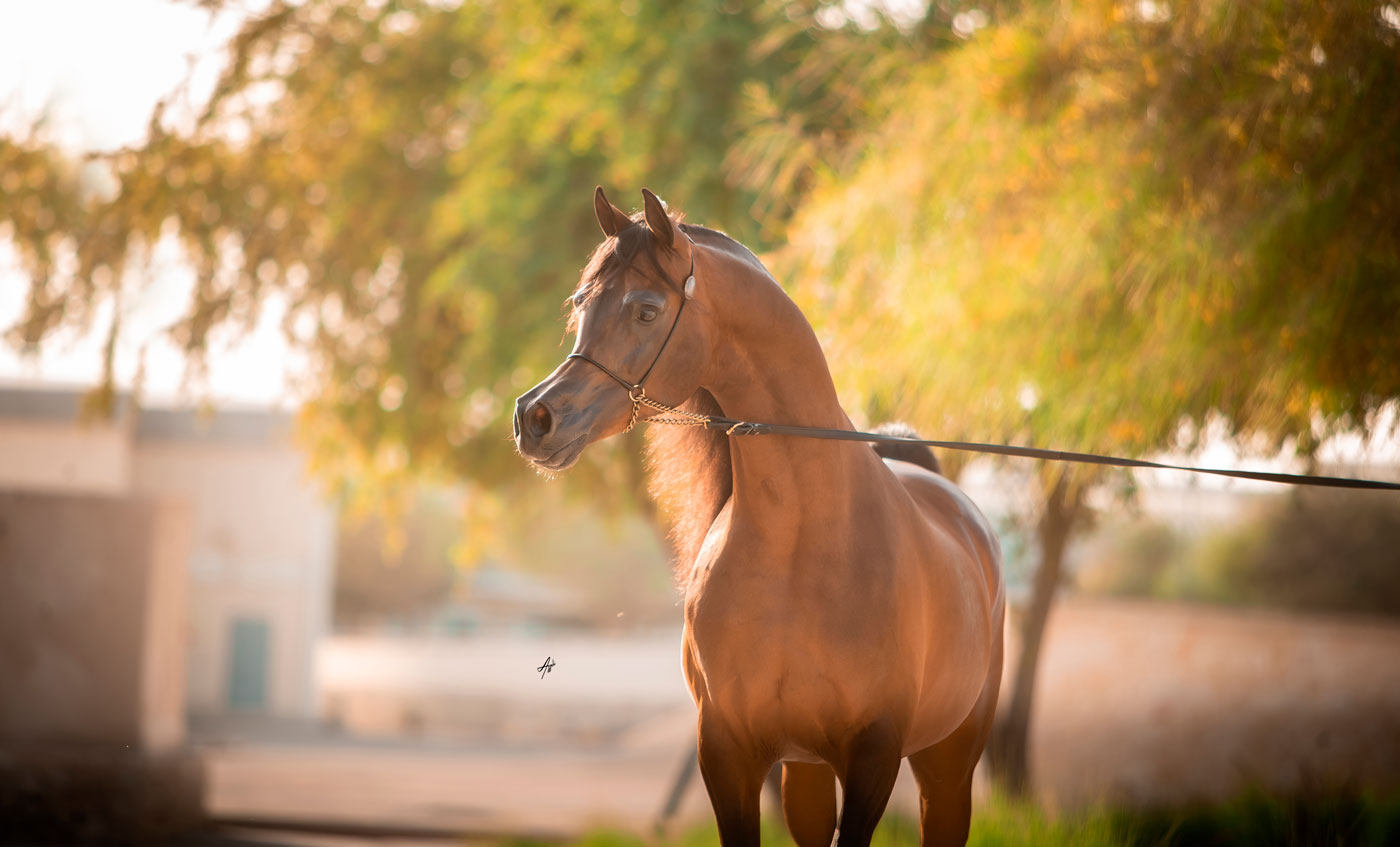 Kahil Al Shaqab