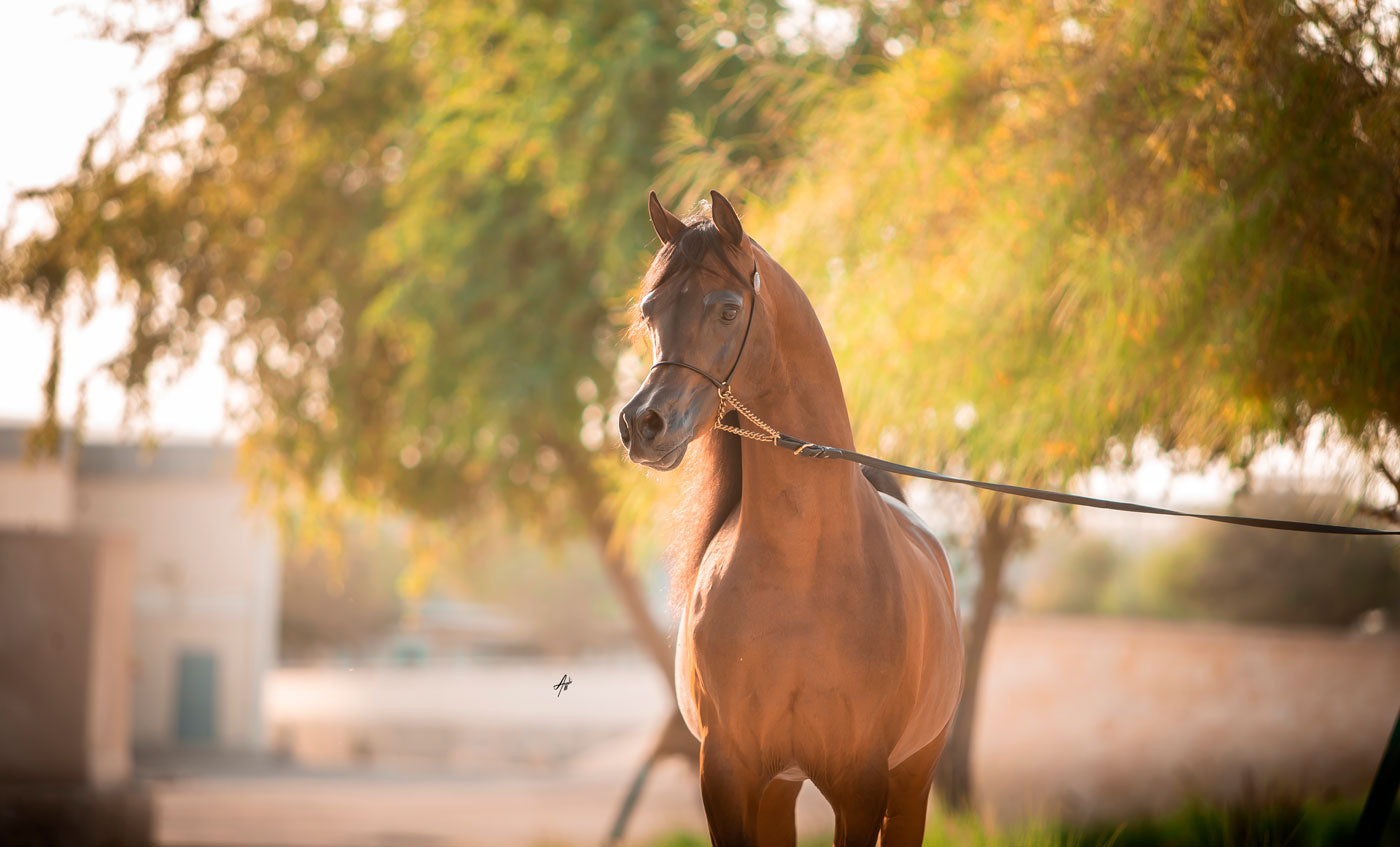 Kahil Al Shaqab