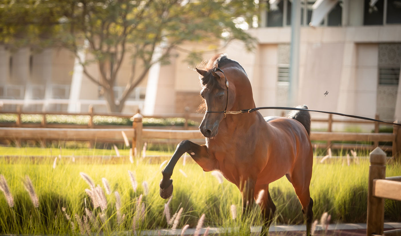 Kahil Al Shaqab