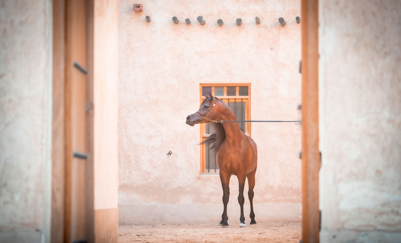 Kahil Al Shaqab