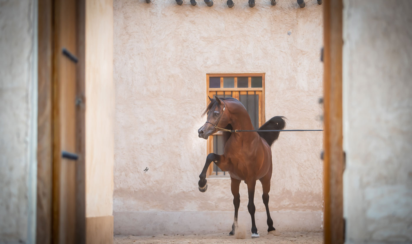 Kahil Al Shaqab