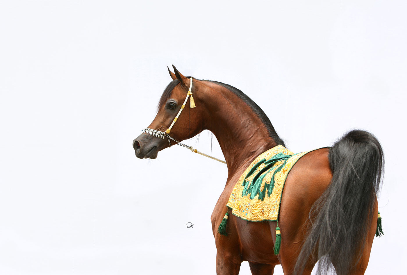 Marwan Al Shaqab