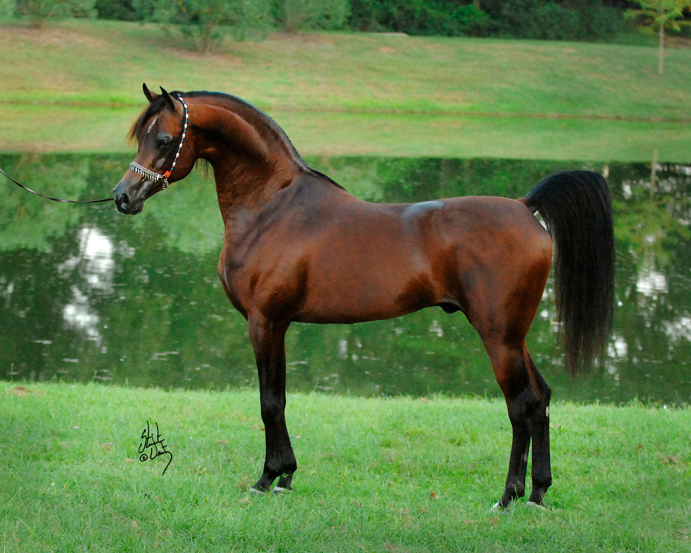 Marwan Al Shaqab