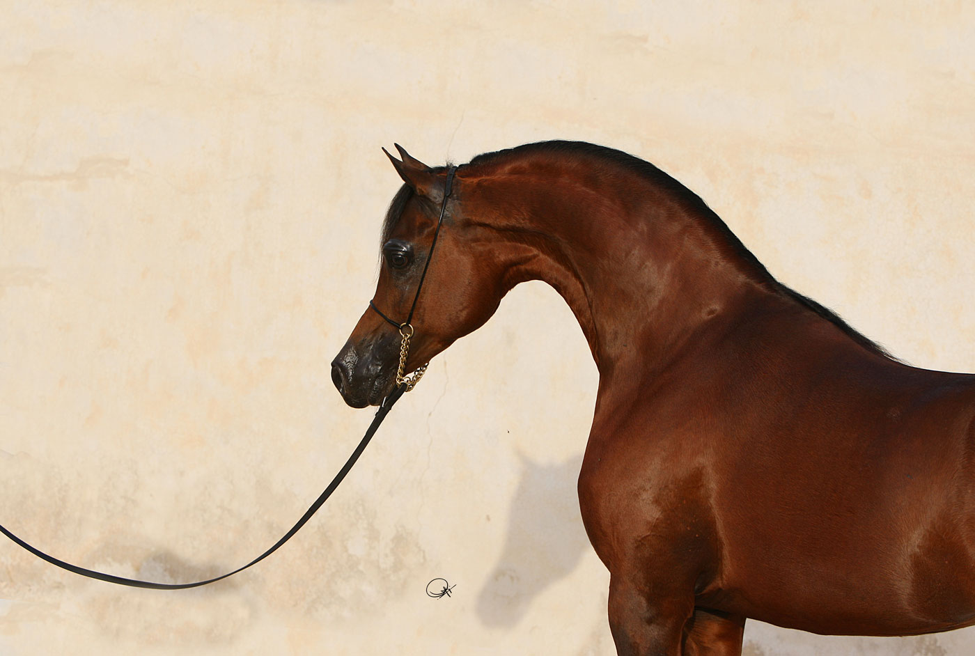 Marwan Al Shaqab