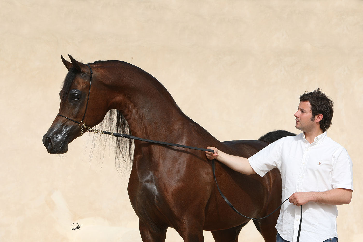 Marwan Al Shaqab