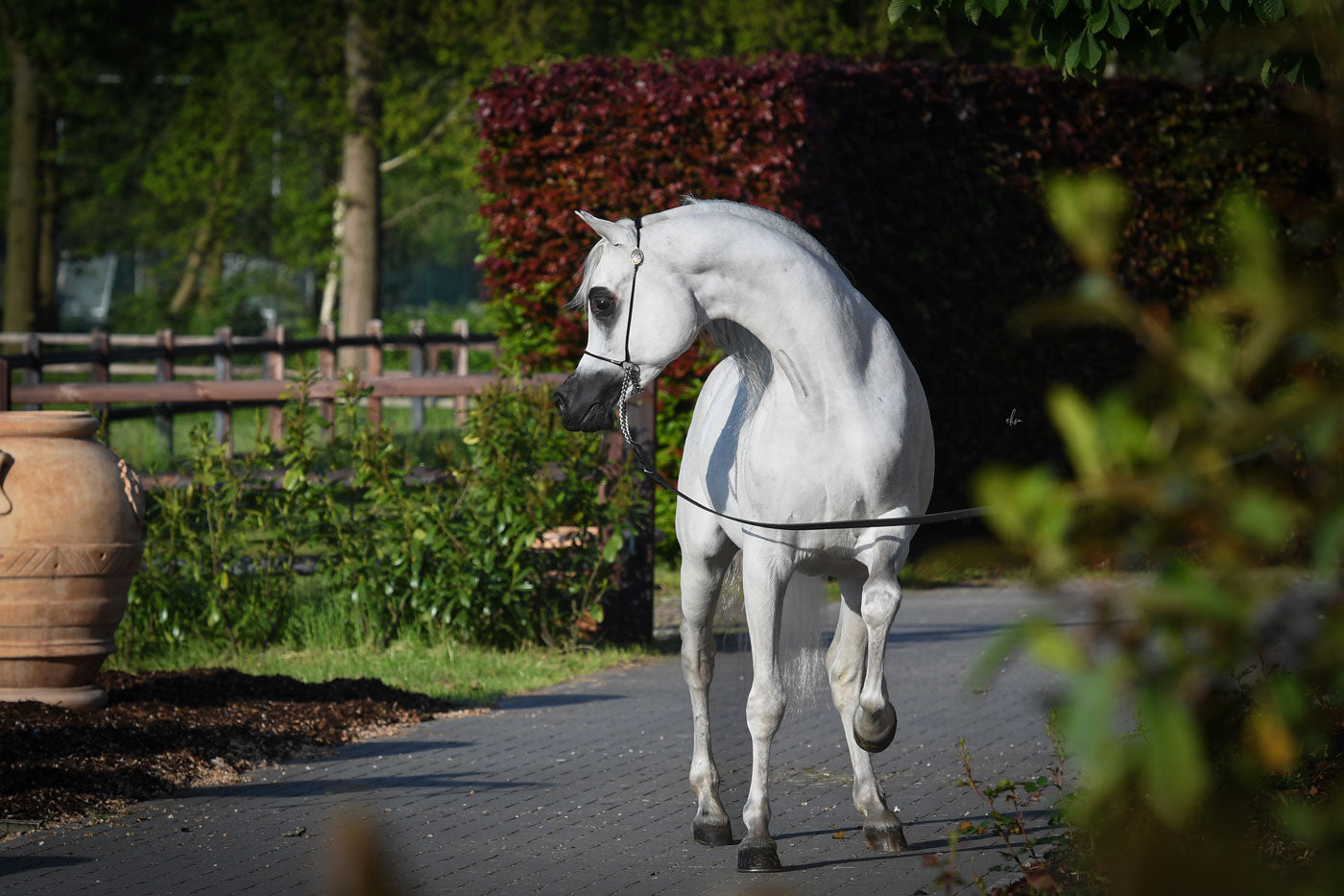 Medan Al Shaqab