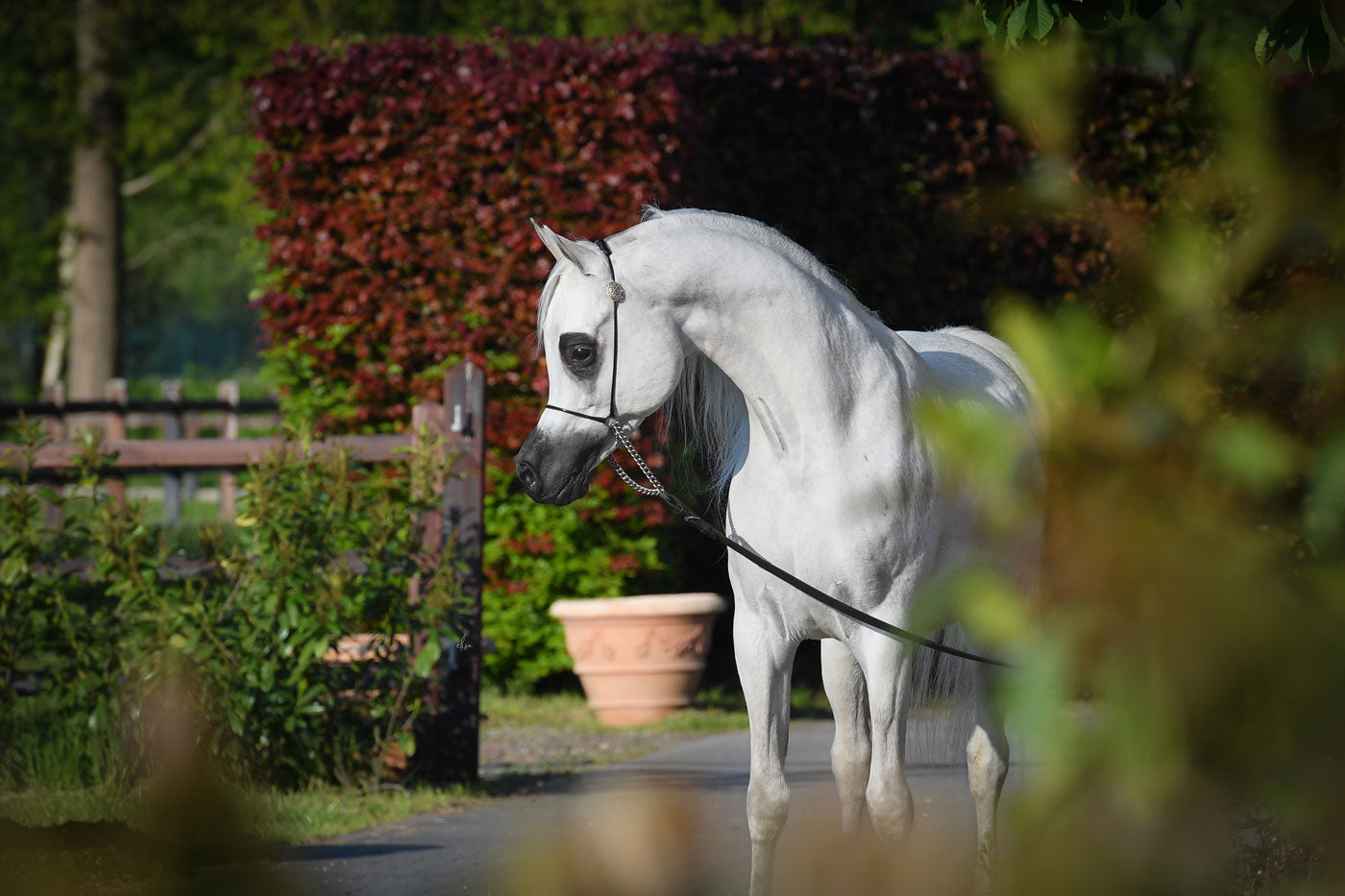 Medan Al Shaqab