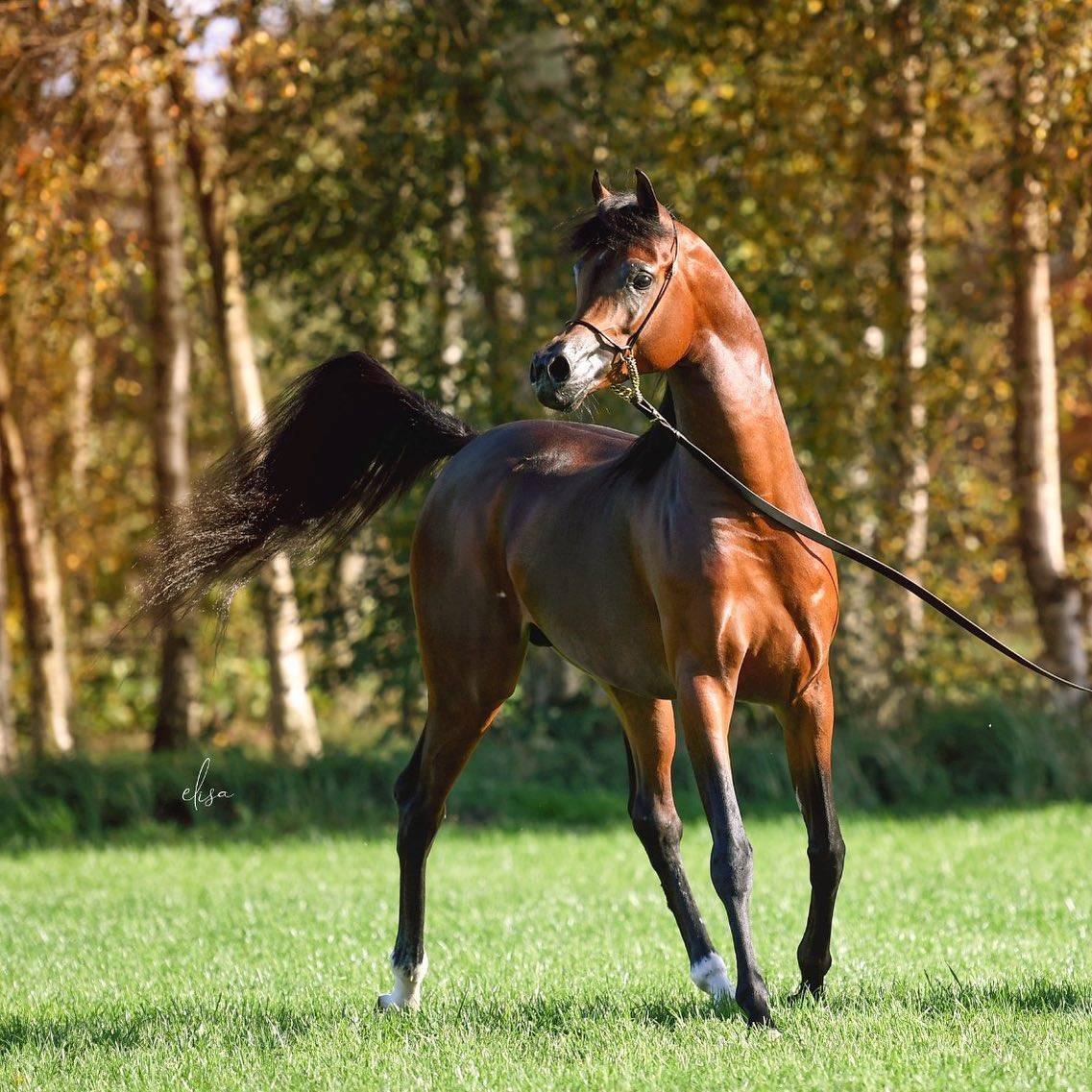 Pharaoh HBV