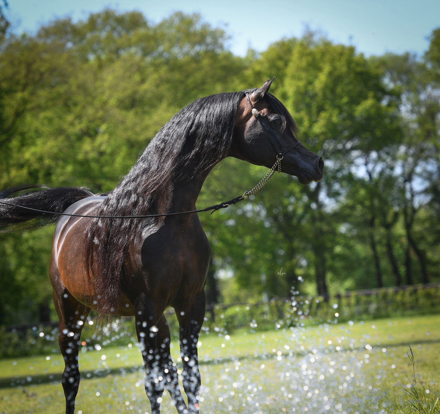 Wadee Al Shaqab