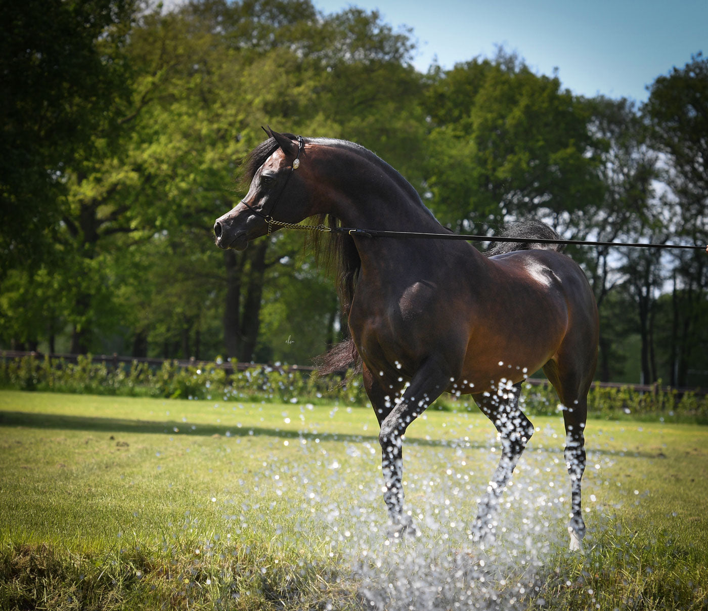 Wadee Al Shaqab
