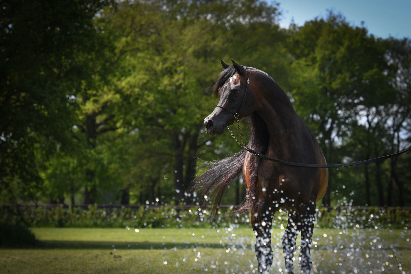 Wadee Al Shaqab