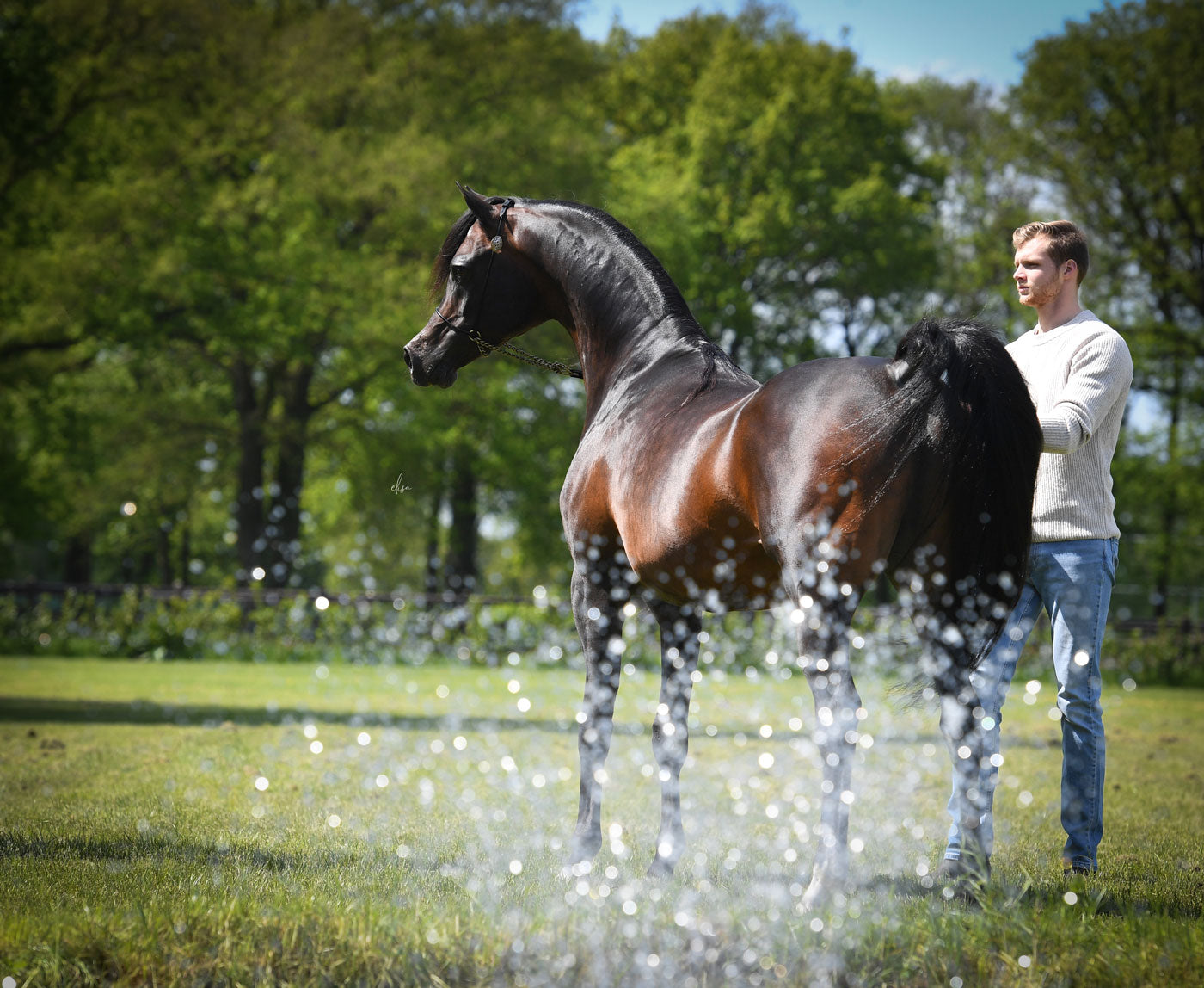 Wadee Al Shaqab