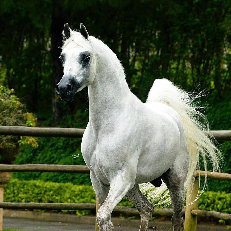 HDF Lugano