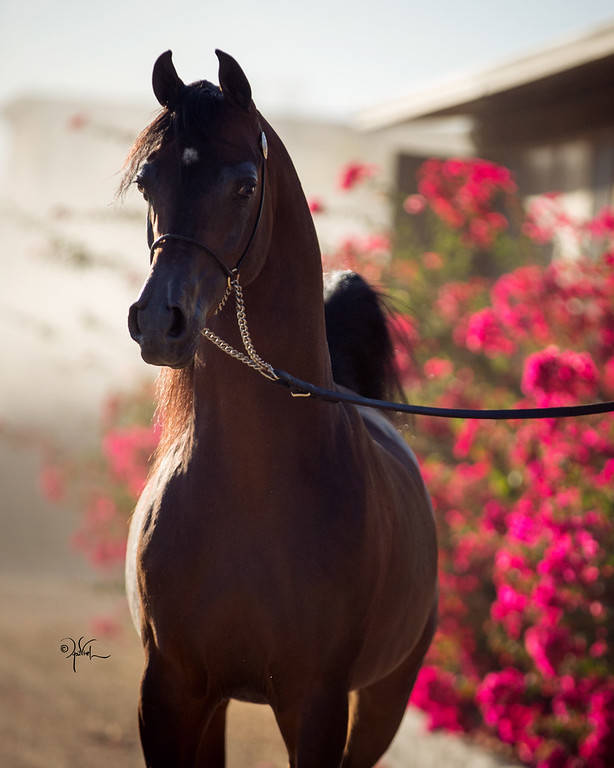 Soul Of Marwan