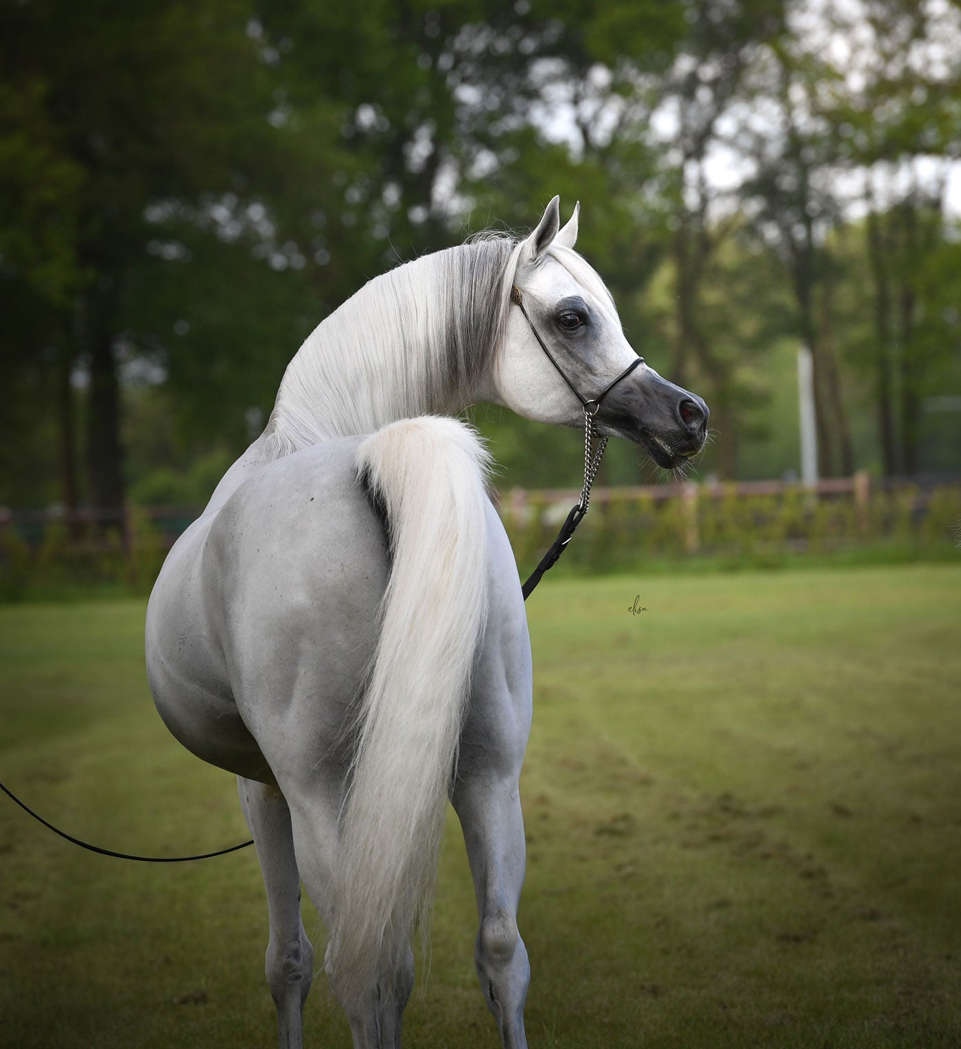 Hariry Al Shaqab – Royal Arabians