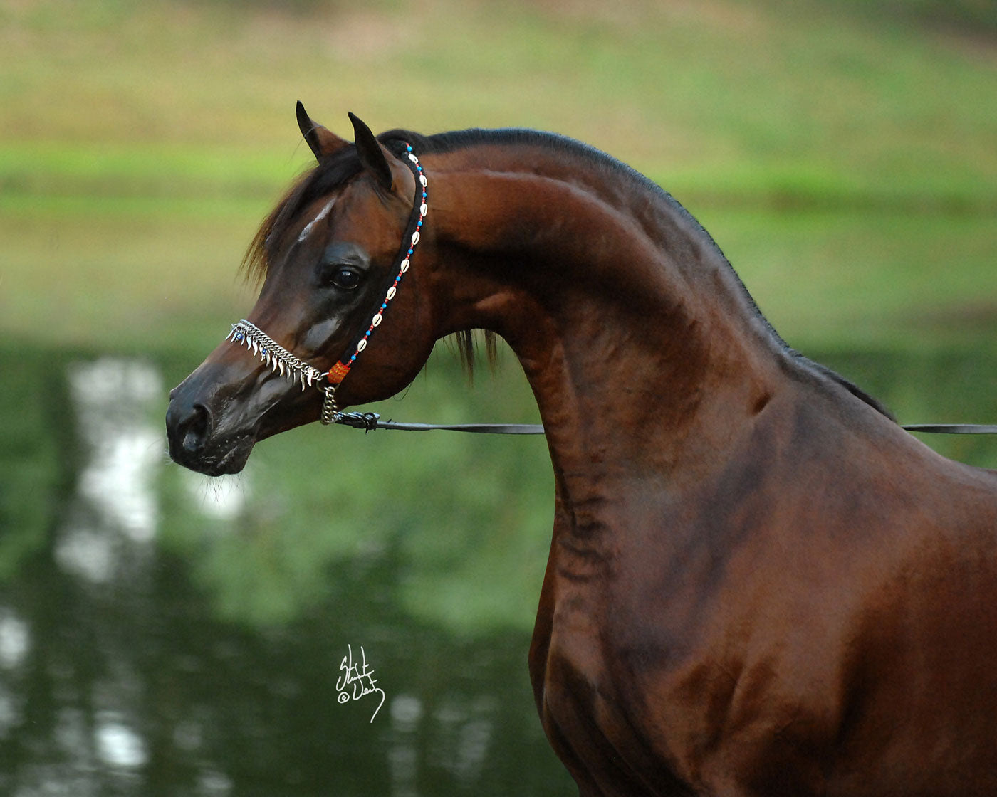 Marwan Al Shaqab